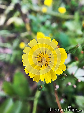 Closeup of a small yellow flower Stock Photo