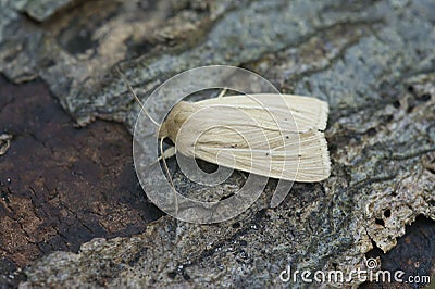 Closeup on a smoky wainscot owlet moth, Mythimna impura sitting on wood Stock Photo