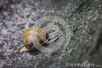 Closeup snail crawling in the stone drain Stock Photo