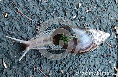 Closeup of snail lying on the concrete road Stock Photo