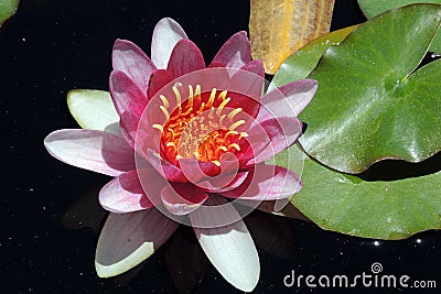 A closeup snapshot of pink water lily Stock Photo