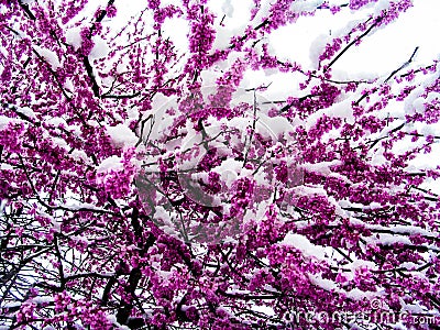 Closeup of snow on the bloomed out redbud trees in March - background Stock Photo