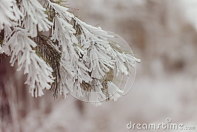 Closeup snowy fir branch in frosty day, winter landscape. Stock Photo