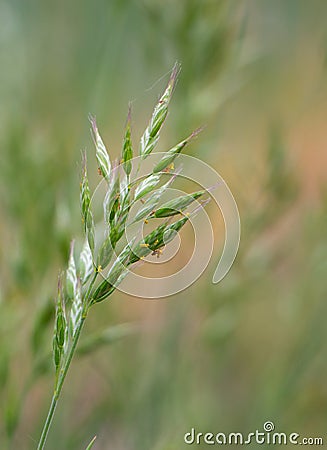 Closeup of Soft brome Bromus hordeaceus - Bull grass, Soft cheat, Soft chess Stock Photo