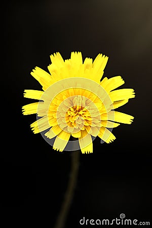 Closeup of soft-focused yellow dandelion flower Stock Photo
