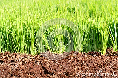 Closeup soil for growing rice Stock Photo