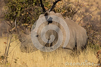 A closeup of a solitary white rhino bull standing in tall grass. Stock Photo