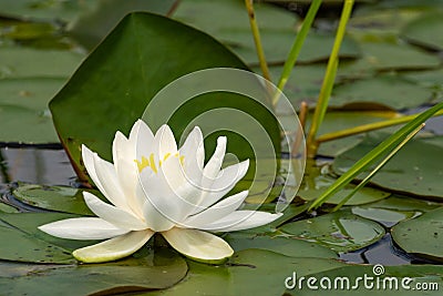 Closeup of a solitary white water lily Stock Photo