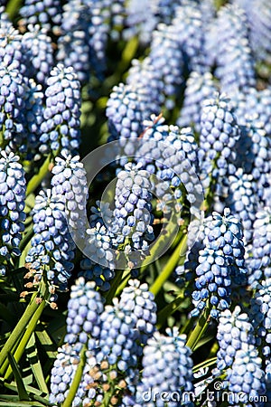 A closeup of some blue Muscari flowers. Stock Photo