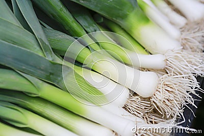 Closeup of some fresh Leeks with the white bulb and roots Stock Photo