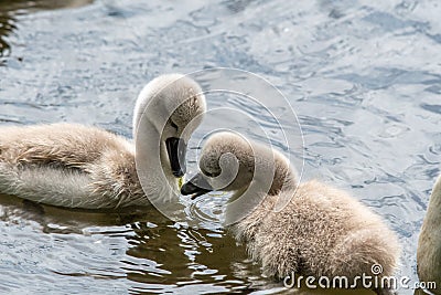 A closeup of some swan chicks. Stock Photo