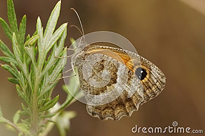 Closeup on a Southern Gatekeeper butterfly, Pyronia cecilia Stock Photo
