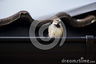 Closeup of a sparrow against the wavy tiles of a rooftop Stock Photo