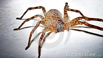 Common spider Stock Photo