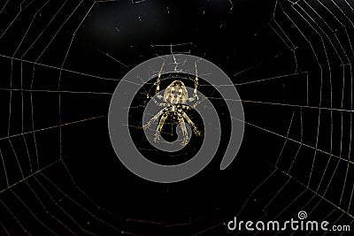 Closeup of spider garden sits on the web. Stock Photo