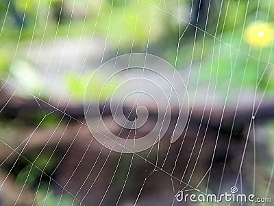 Closeup spider net with blurry and nature Stock Photo