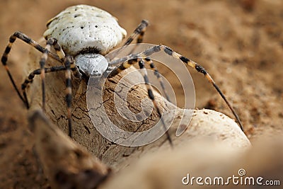 Closeup of Spider patisson on snag in desert. Stock Photo