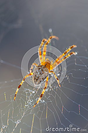 Closeup spider sit in a web Stock Photo