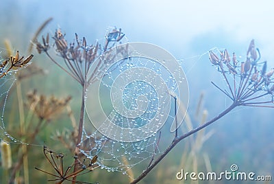 Closeup spider web on a bush in a mist and water drops Stock Photo