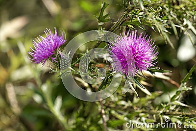 Closeup of Spiked Fuchsia Flowers Growing in the wild at a National Refuge Stock Photo