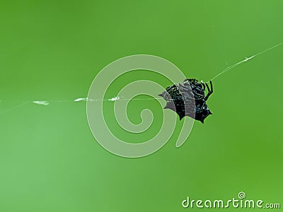 Closeup of a Spinybacked Orbweaver Gasteracantha cancriformis spider hanging on web against green background in Vilcabamba, Ecua Stock Photo