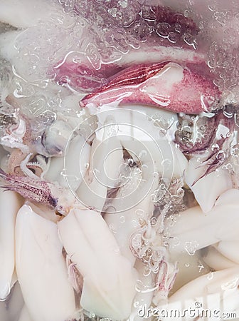 Closeup of the splendid squid in the plastic tray with crushed ice for sale Stock Photo