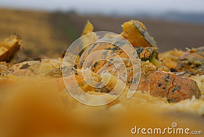 Closeup of spoiled pumpkin texture discarded outside Stock Photo