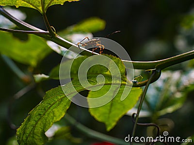 Closeup of a spotted assassin bug on a tree branch in a field with a blurry background Stock Photo
