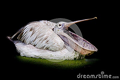 Closeup Spotted-billed Pelecan Bird Stock Photo