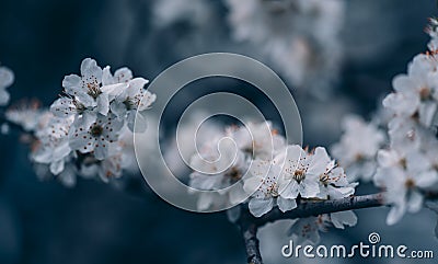 Closeup of spring blossom flower on dark bokeh background. Macro cherry blossom tree branch. Blooming springtime orchard landscape Stock Photo