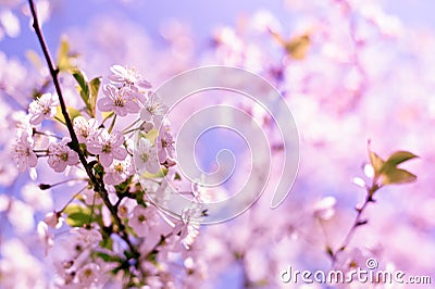 Closeup spring blossoming tree Stock Photo