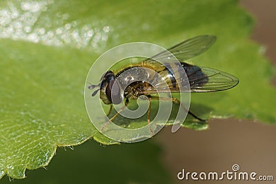 Closeup of the Spring hoverfly , Epistrophe eligans on a green leaf Stock Photo