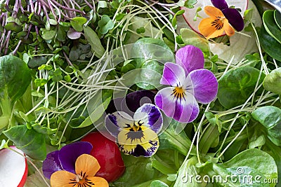 Closeup of a salad with edible flowers and fresh broccoli and kale microgreens Stock Photo