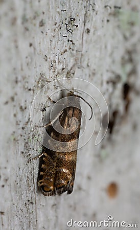 Spruce seed moth, Cydia strobilella on coniferous wood Stock Photo