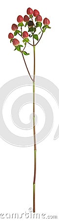 St. John`s wort, Hypericum plant isolated on white background Stock Photo