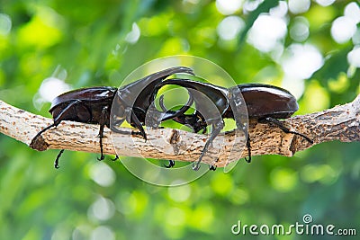 Closeup Stag beetle on tree Stock Photo