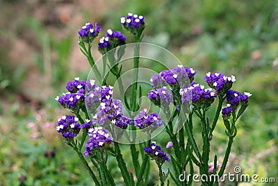 Closeup of Statice or Limonium sinuatum perennial plant with small short papery clusters of blue to purple with white open flowers Stock Photo