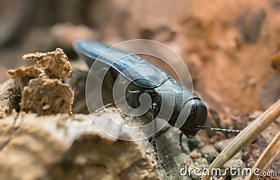 Steelblue jewel beetle, Phaenops on pine wood Stock Photo