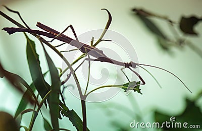 Stick insect on a plant Stock Photo