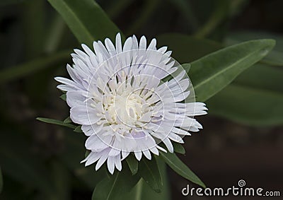 Closeup Stokesia Laevis Divinity flower Stock Photo