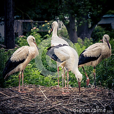 Closeup of storks during nest building Stock Photo