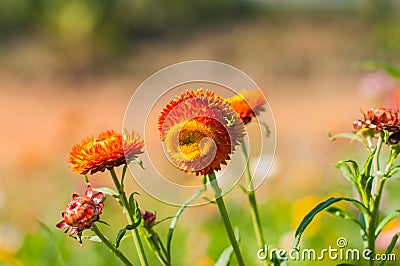 Closeup Straw flower Stock Photo