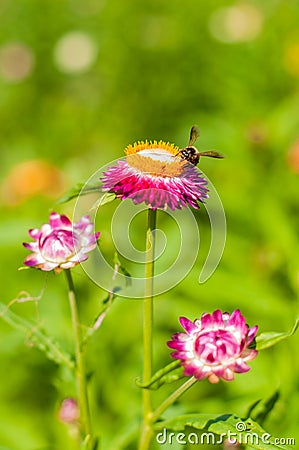 Closeup Straw flower Everlasting Stock Photo