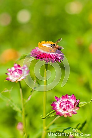 Closeup Straw flower Stock Photo