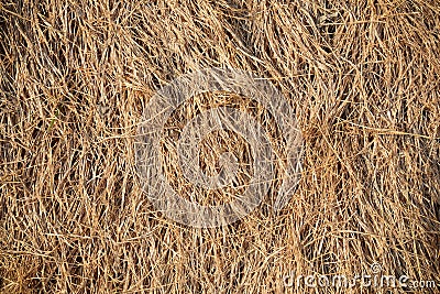 Closeup straw at roof hut in the countryside. Stock Photo
