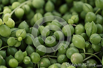 Closeup of a String of Pearls plant in a terracotta pot Stock Photo