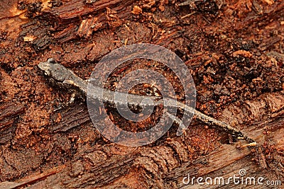 Closeup on a sub-adult , juvenile Clouded salamander, Aneides ferreus sitting on redwood Stock Photo