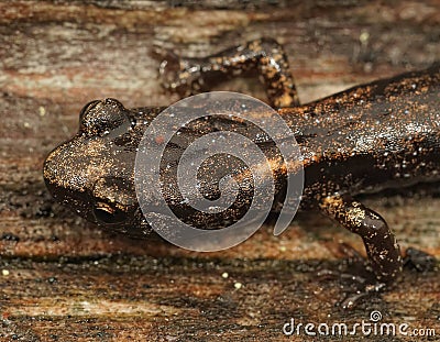 Closeup on a sub-adult , juvenile Clouded salamander, Aneides ferreus sitting on redwood Stock Photo