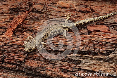 Closeup on a sub-adult , juvenile Clouded salamander, Aneides ferreus sitting on redwood Stock Photo