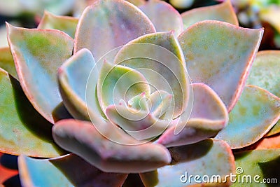 Closeup succulent blue plant cactus. echeveria Stock Photo